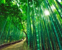 Creciendo…como el bambú